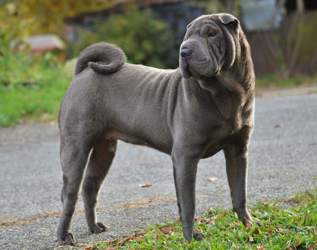 Madame jumbo De Shapeirlipopette