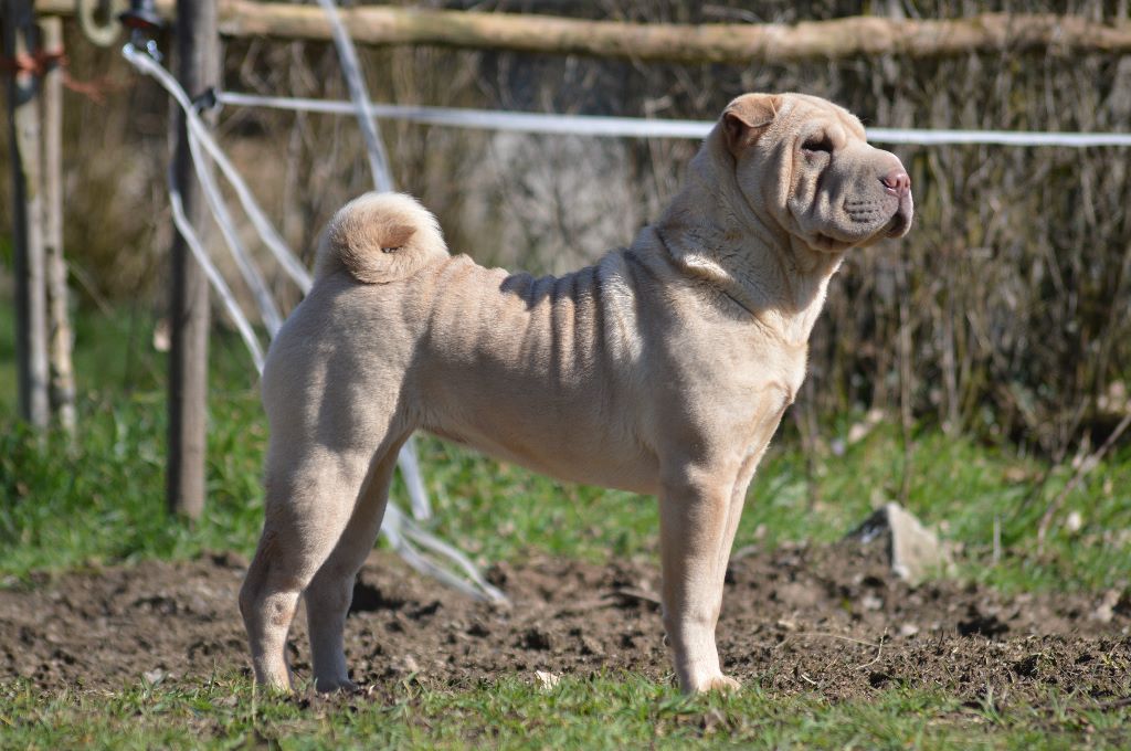 Ninie tyler De Shapeirlipopette