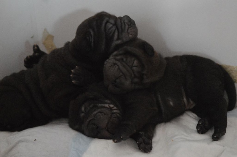 Chiots Hin Gao X Hawaiian Blue Cocktail Des Legendes Indiennes 2015