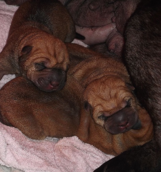 Chiots - Hin Gao X Jay Kay