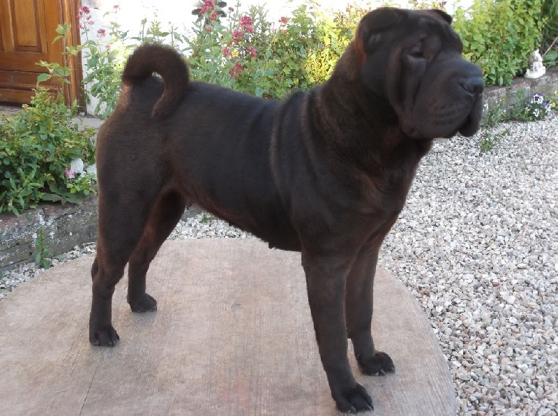 Hin Gao aka Pei pei