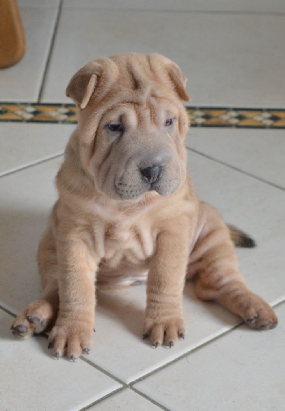Chiots 2016 Hainoa d'une Etoile Est Née X Figaro