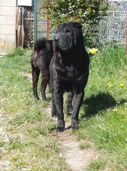 Huan Mei Black aka Boubou