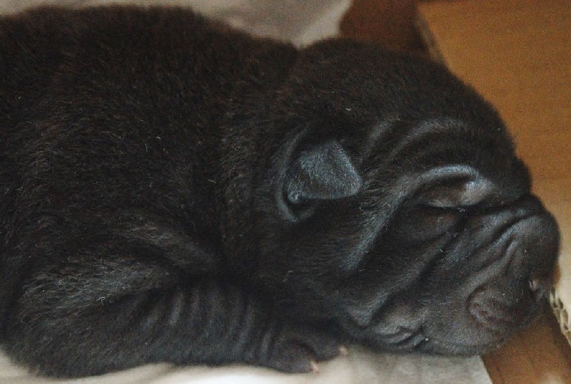 De Shapeirlipopette - Shar Pei - Portée née le 27/12/2015